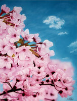 Sakura (cherry blossom)